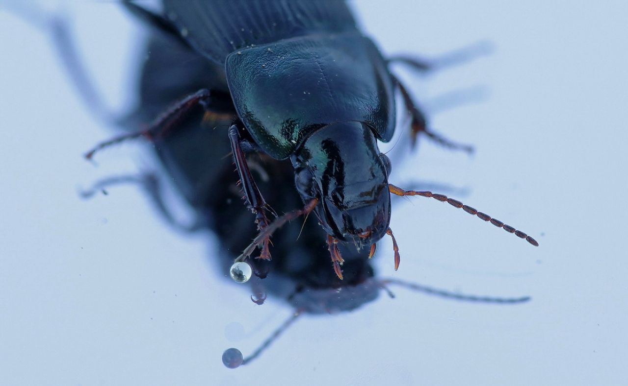 Helops  sp. (Tenebrionidae) ? no, Harpalus dimidiatus (Carabidae)
